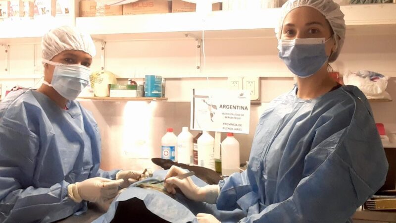 BERAZATEGUI EN LA 1° JORNADA DE CASTRACIÓN MASIVA DE PERROS Y GATOS EN AMÉRICA LATINA