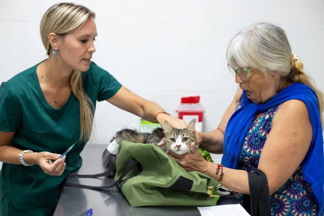 VETERINARIA MUNICIPAL: CASTRACIONES, VACUNACIÓN ANTIRRÁBICA Y DISTINTAS CIRUGÍAS Y ATENCIONES SIN COSTO PARA LAS Y LOS QUILMEÑOS castraciones, vacunaciÓn antirrÁbica y distintas cirugÍas y atenciones sin costo para las y los quilmeÑos 2